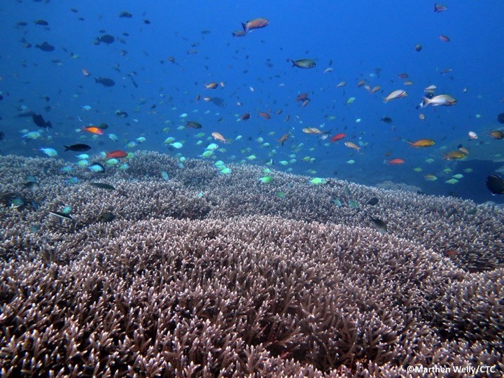CTC holds a press conference to release the results from the Bali Reef Health Survey