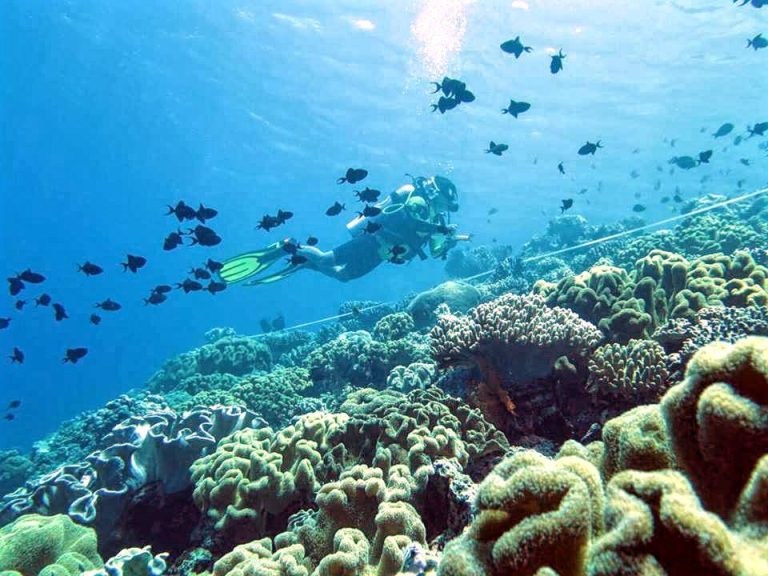 Annual Check-Up for Banda’s Coral Reefs
