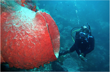 Strengthening Marine Protected Areas in the Banda Islands
