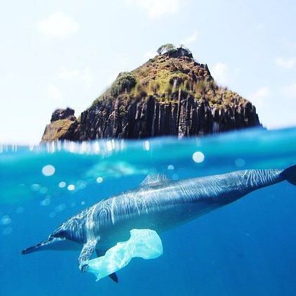 The Documentary A Plastic Ocean: Get the Movie Summary and Link