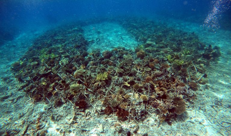 Reef Star Heroes In-Depth Training in the MARRS Method