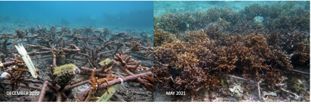 Monitoring CTC’s Adopt-a-Coral Site in Nusa Penida: Baby Corals Show Healthy Growth