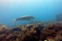 Collaborative Work to Protect Dugongs in the Lease Islands MPA