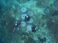 Coral Restoration Methods in Nusa Penida MPA