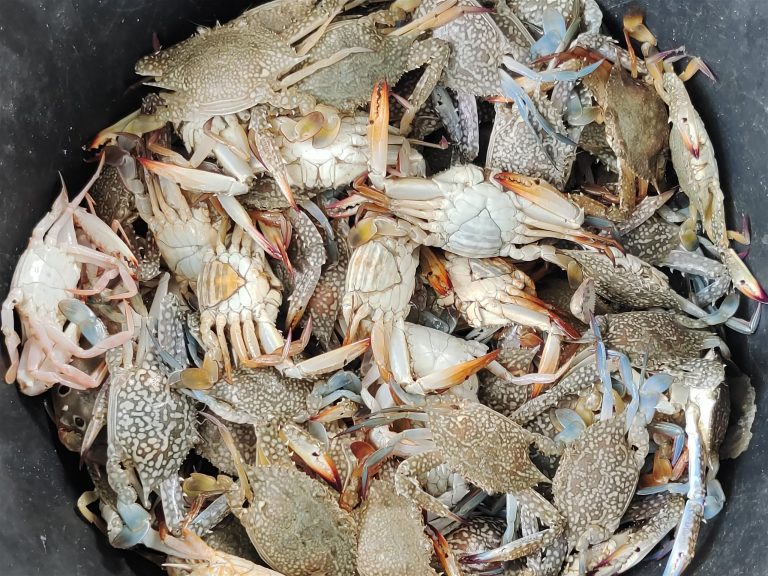 Expanding Efforts to Support Blue Swimming Crab (BSC) Fishers in Central Java