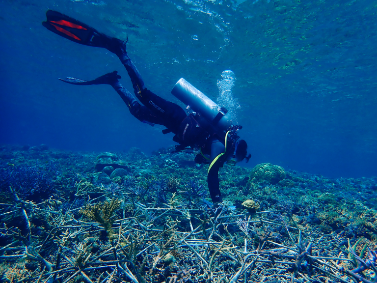 CTC Joins UN Decade on Ecosystem Restoration Challenge