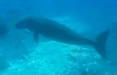 Supporting Dugong Conservation through Citizen Science