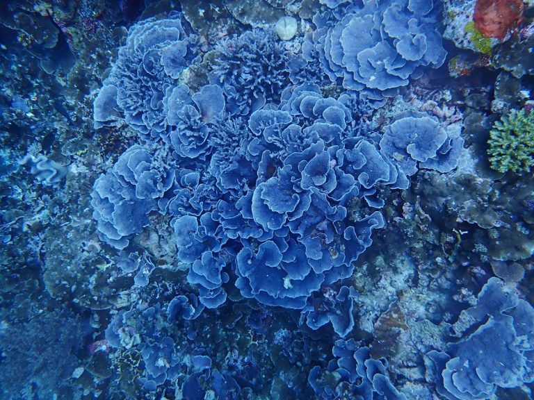 Surveying Reef Health in the Banda Islands