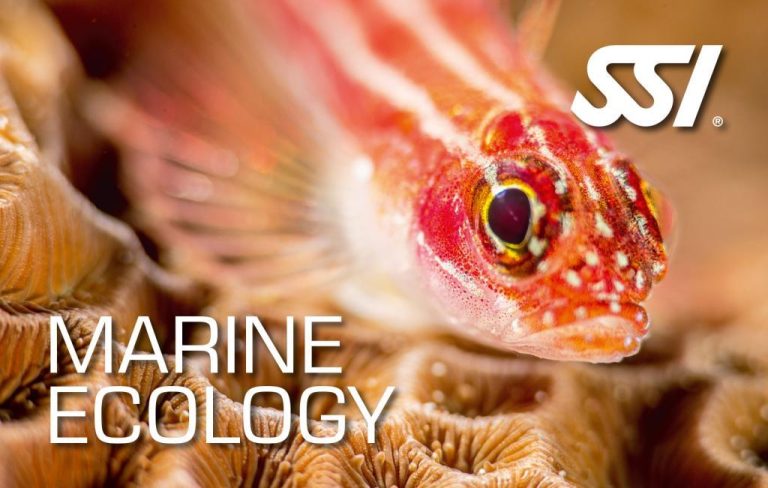 Coral Diving School: Dive Into Marine Specialty Courses from Home!